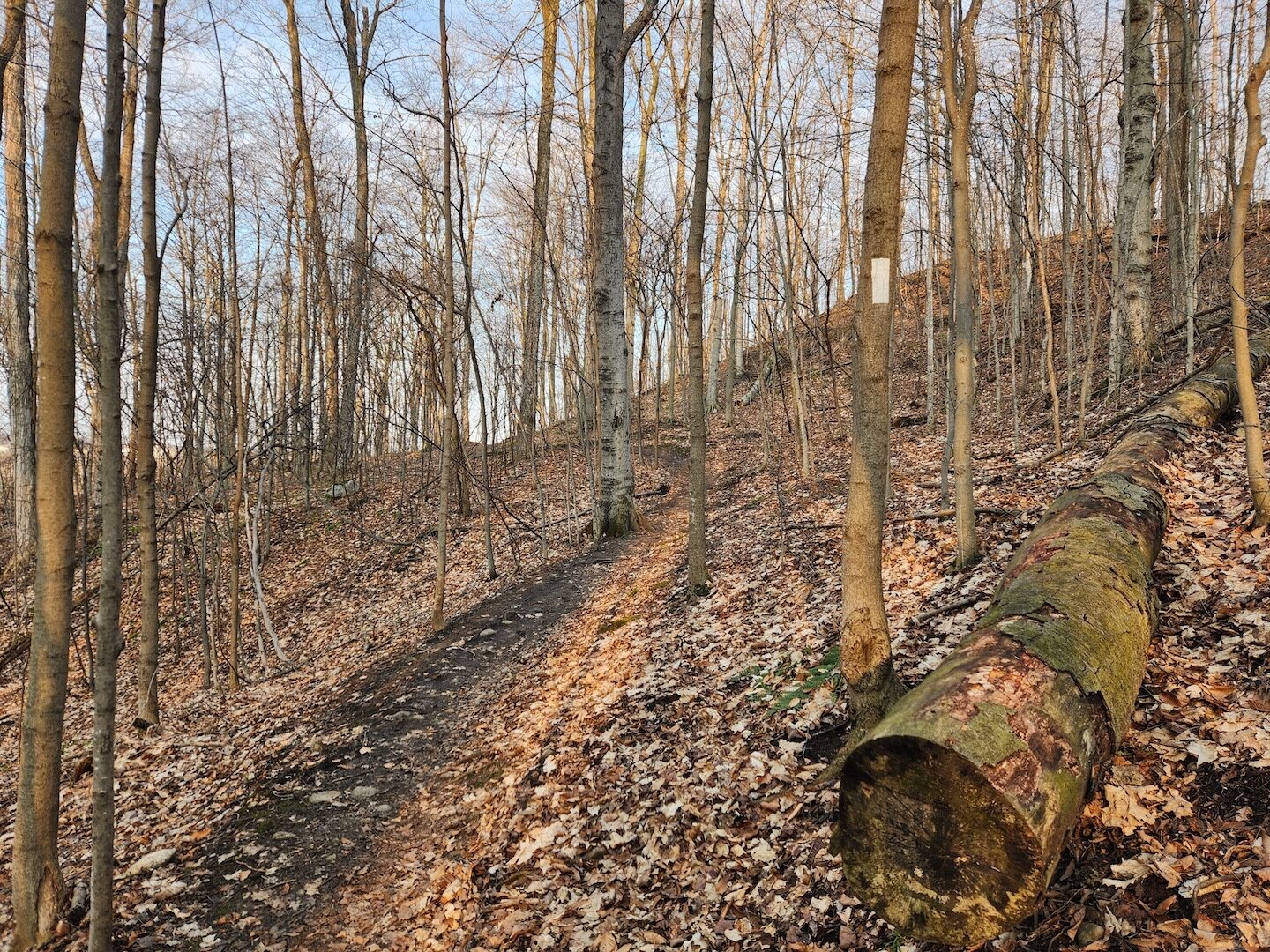 Photo of the Grand Valley Trail in Natchez Woods in Kitchener, Ontario